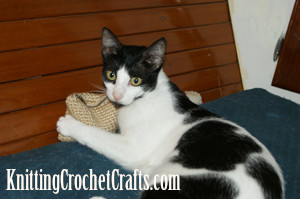 Cute Cat With Crocheted Change Purse