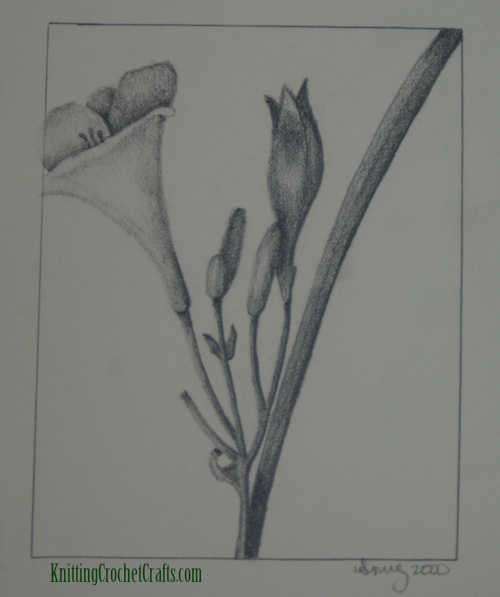 Botanical Illustration With Stem, Flower and Flower Buds by Amy Solovay -- Graphite, Spring 2000