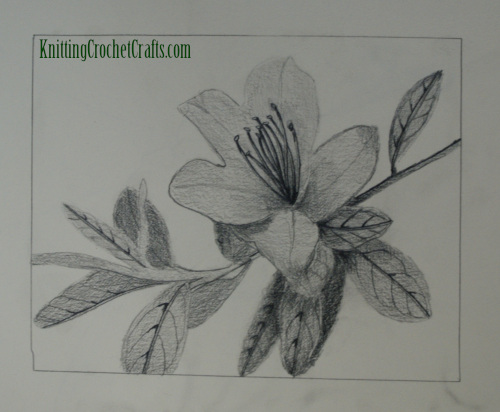 Botanical Illustration of stem, flower and leaves by Amy Solovay -- Graphite, Spring 2000.