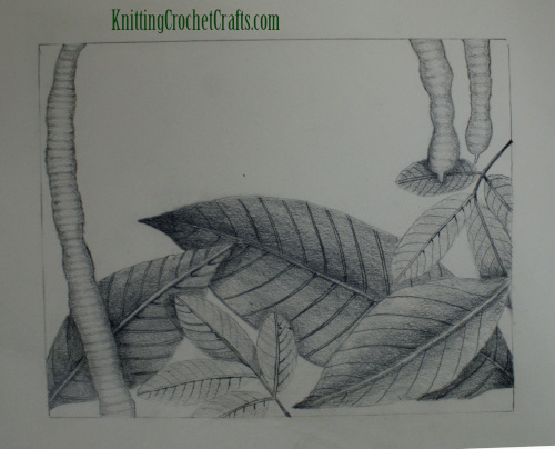 Botanical Illustration of Leaves and Beans by Amy Solovay -- Graphite, Spring 2000